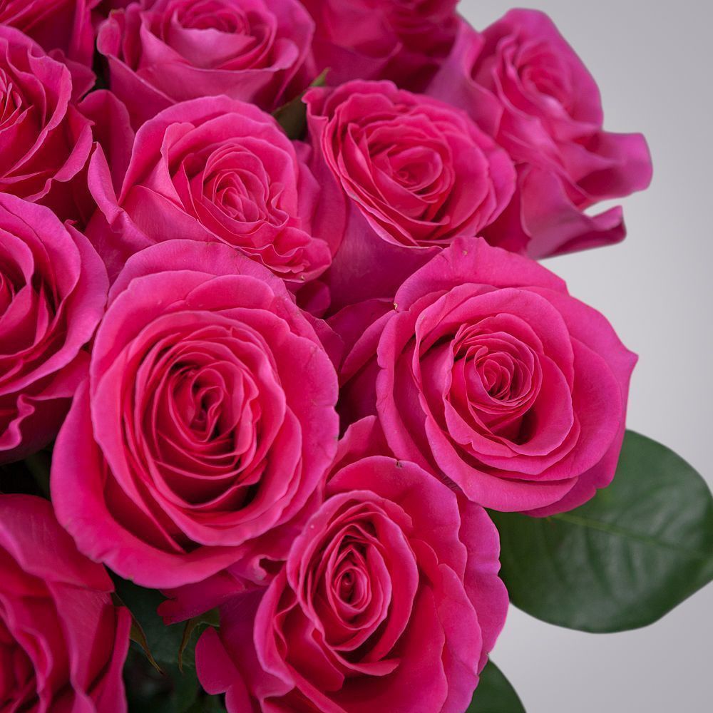 монобукет 25 роз «pink floyd» под ленту 