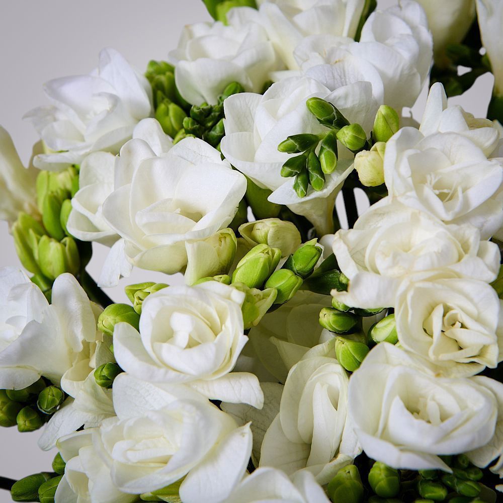 монобукет из 49 белых фрезий 