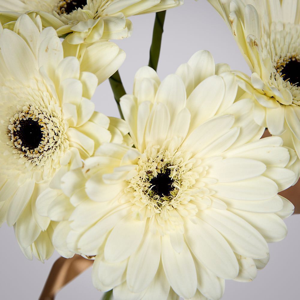 монобукет из 5 белых гербер под ленту  