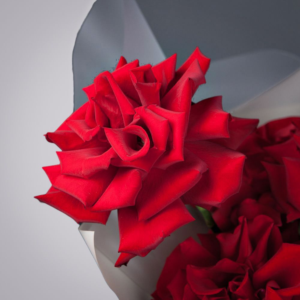 монобукет из 11 роз "explorer" французский поцелуй 