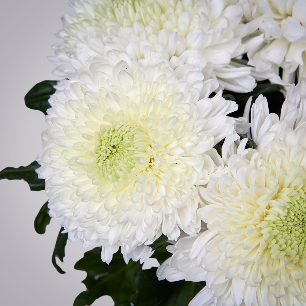 монобукет из 5 белых хризантем magnum под ленту 