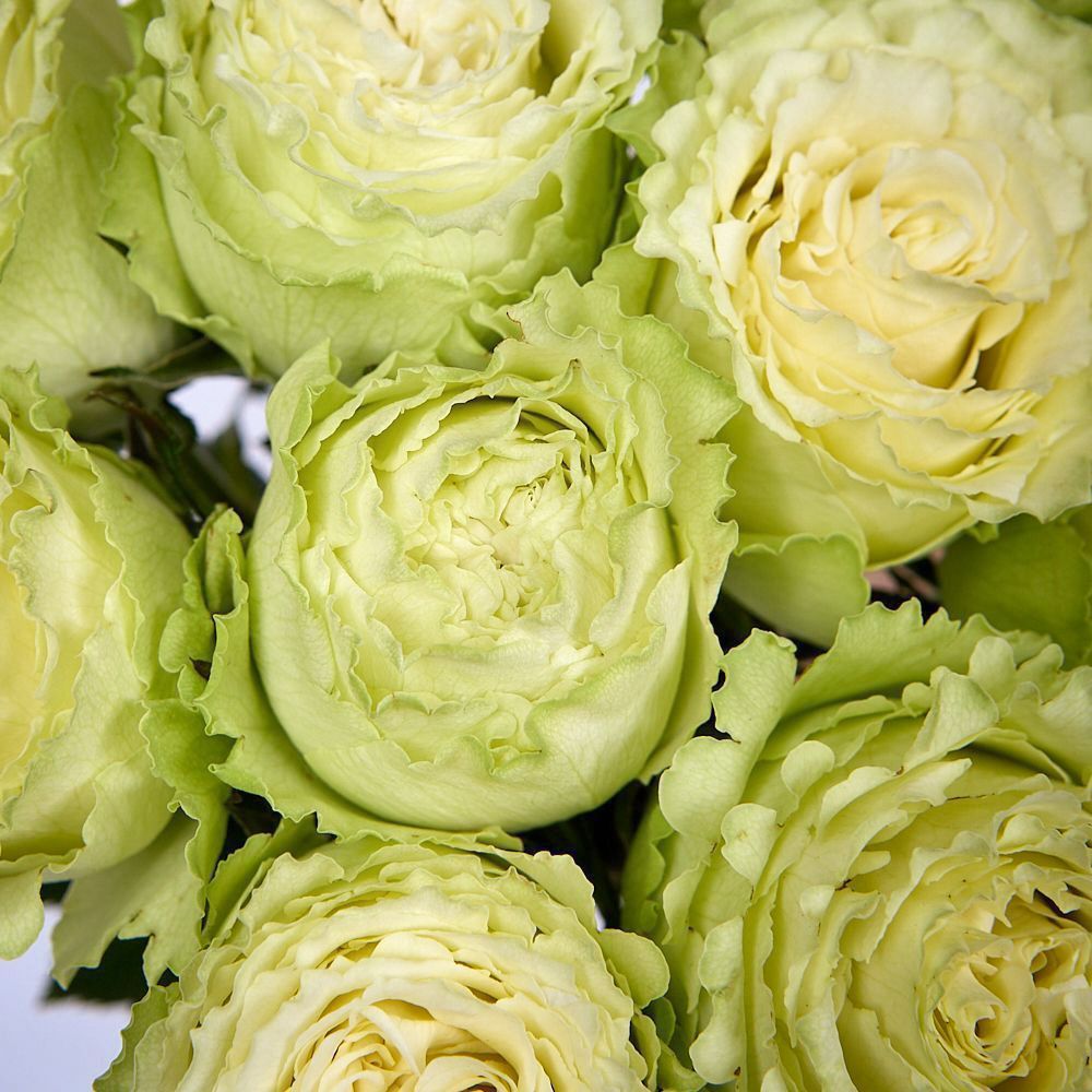 монобукет 9 пионовидных роз "lemonade" под ленту 