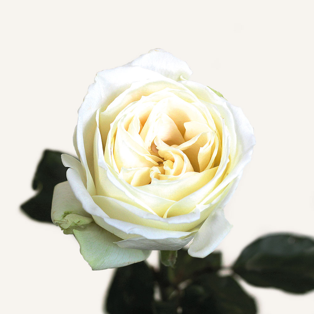роза playa blanca 