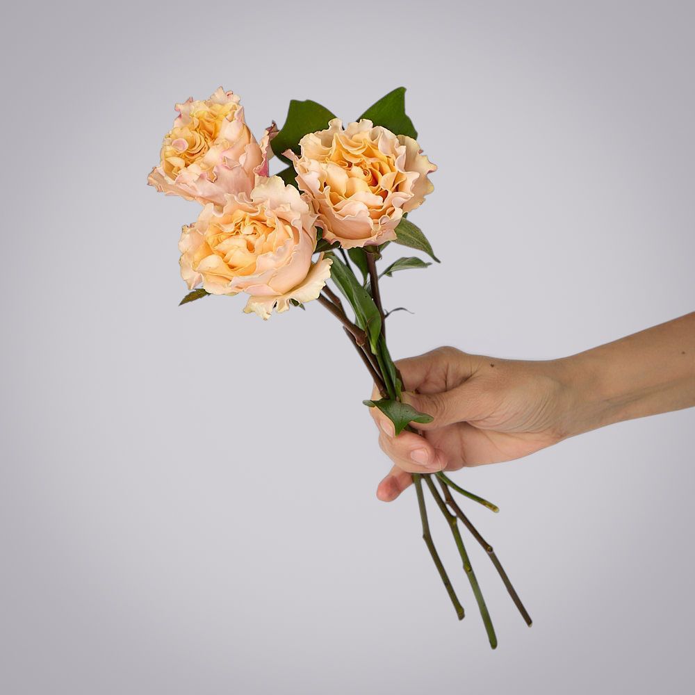 роза campanella 3ст 