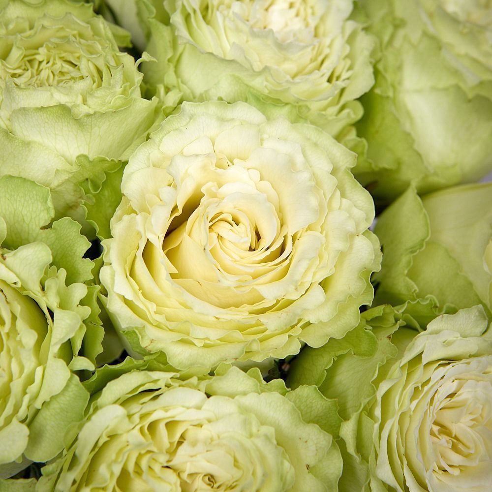 монобукет 9 пионовидных роз "lemonade" под ленту 