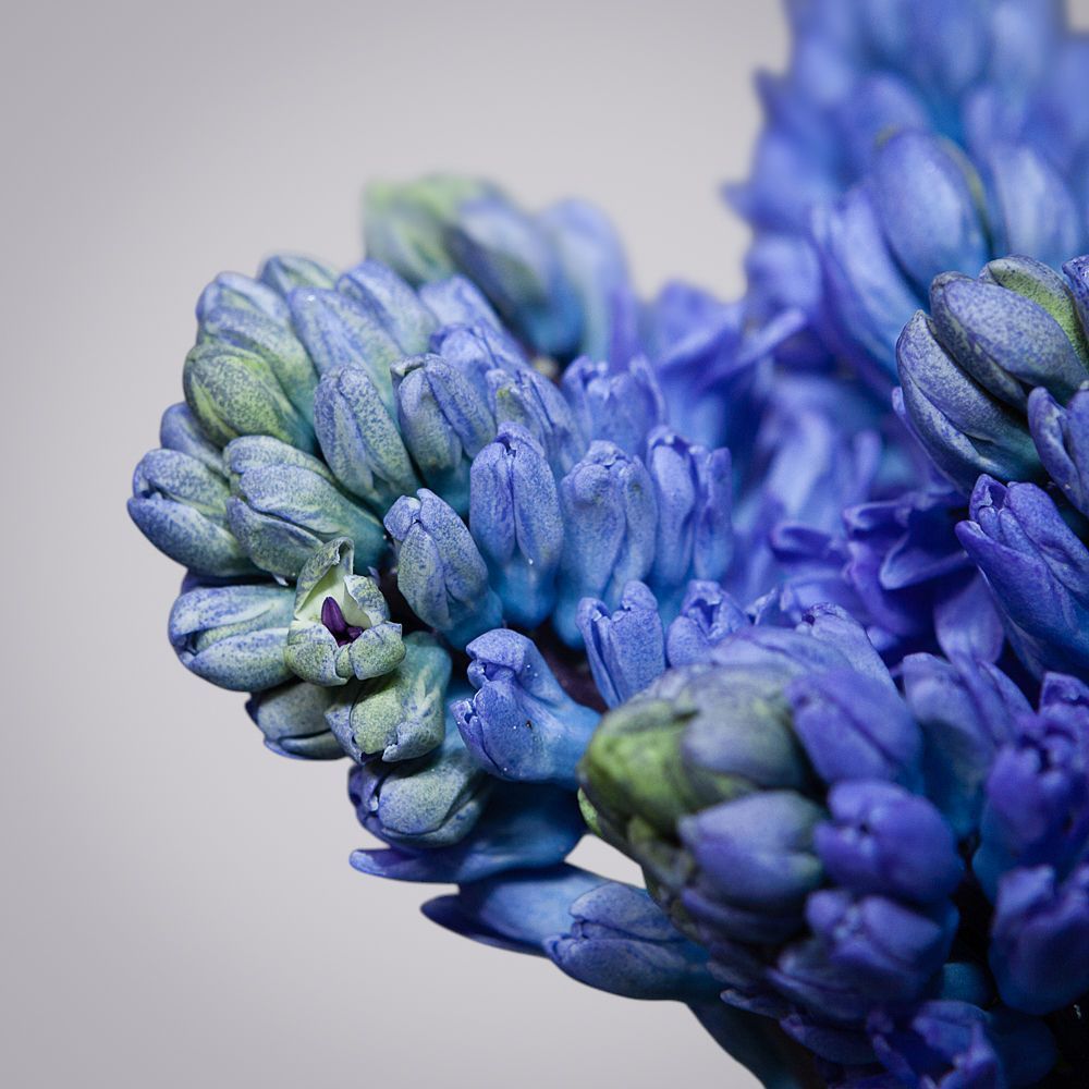 монобукет из 15 синих гиацинтов 