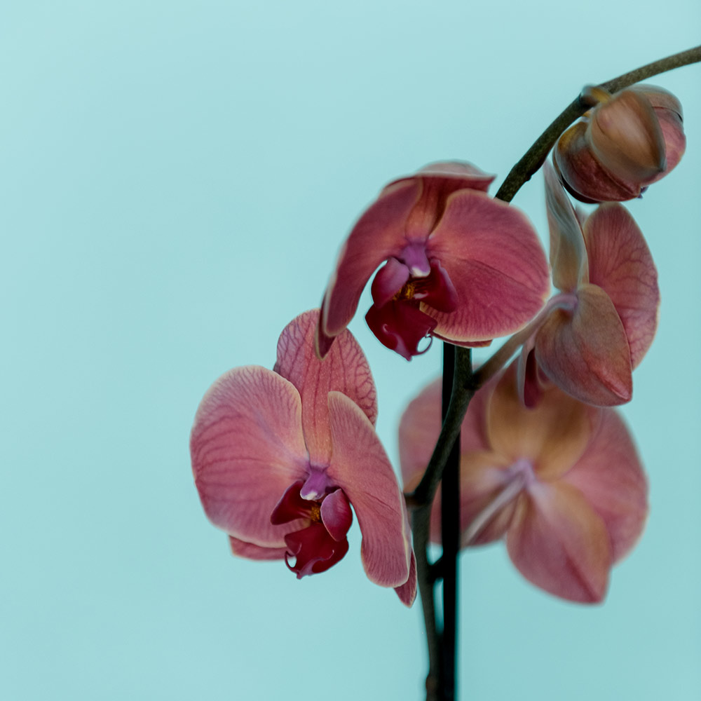Орхидея Phalaenopsis Extra "Asian coral"