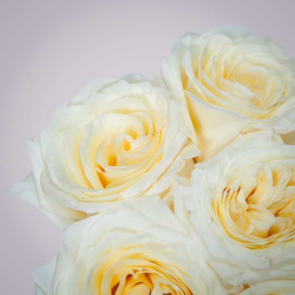 монобукет 7 пионовидных роз "candlelight" под ленту 