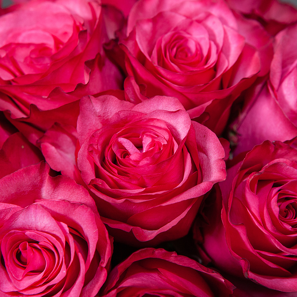 монобукет 25 роз "lola" под ленту 