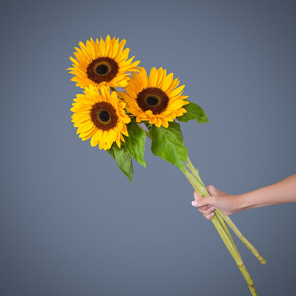 подсолнух 3шт. 