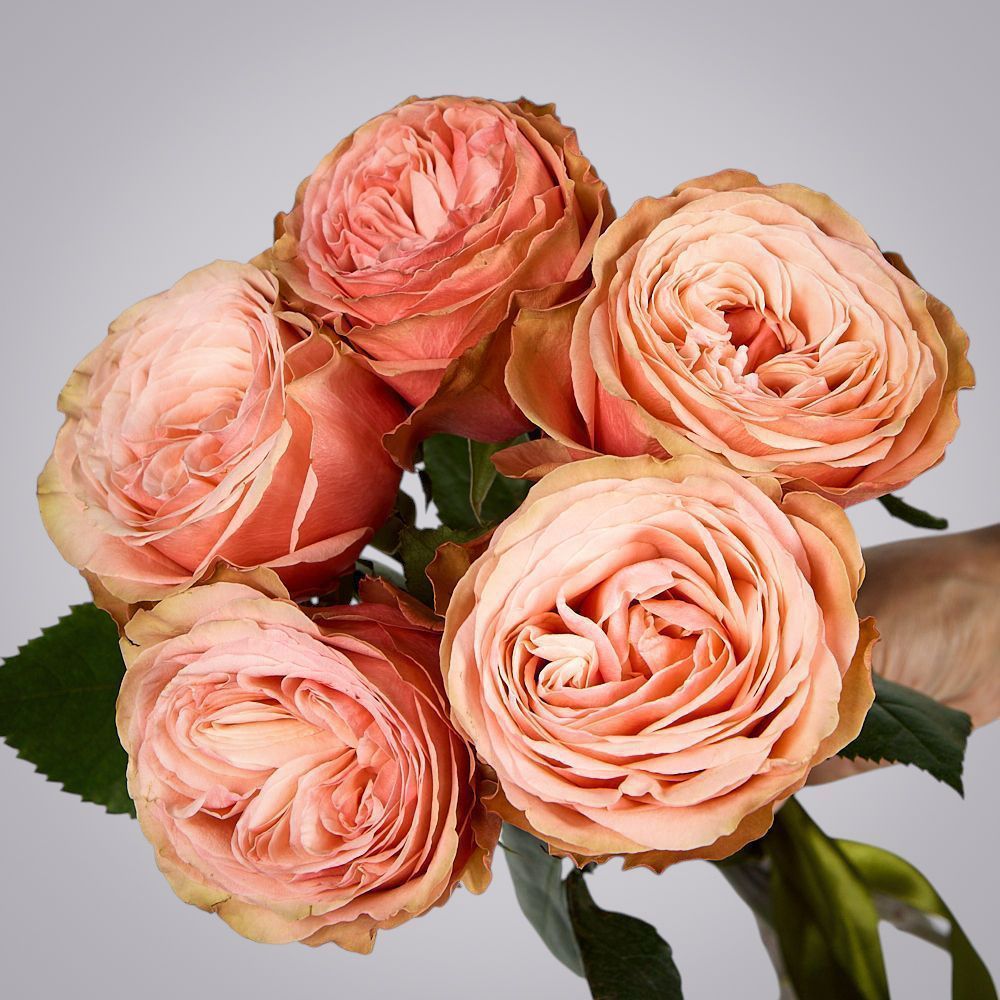 монобукет из 5 пионовидных роз "kahala" под ленту  