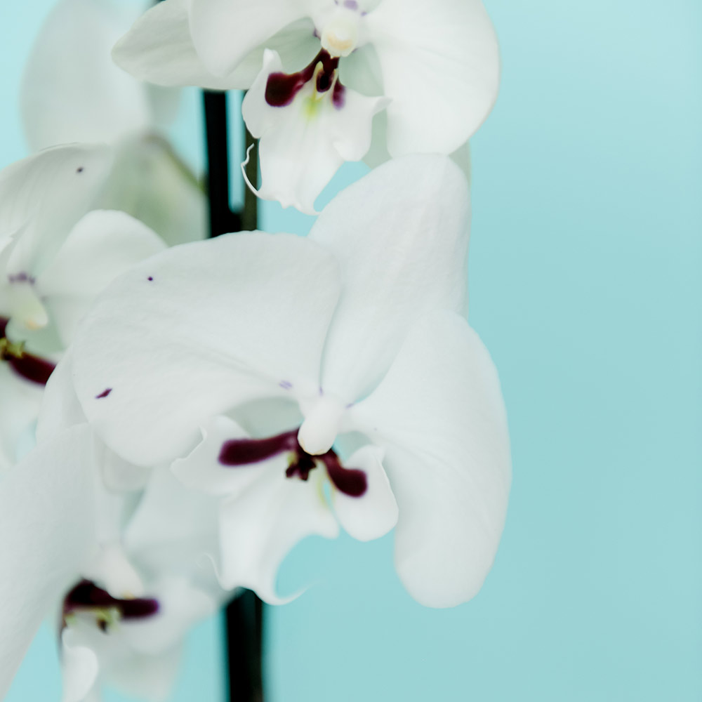 орхидея phalaenopsis "mustaches" 