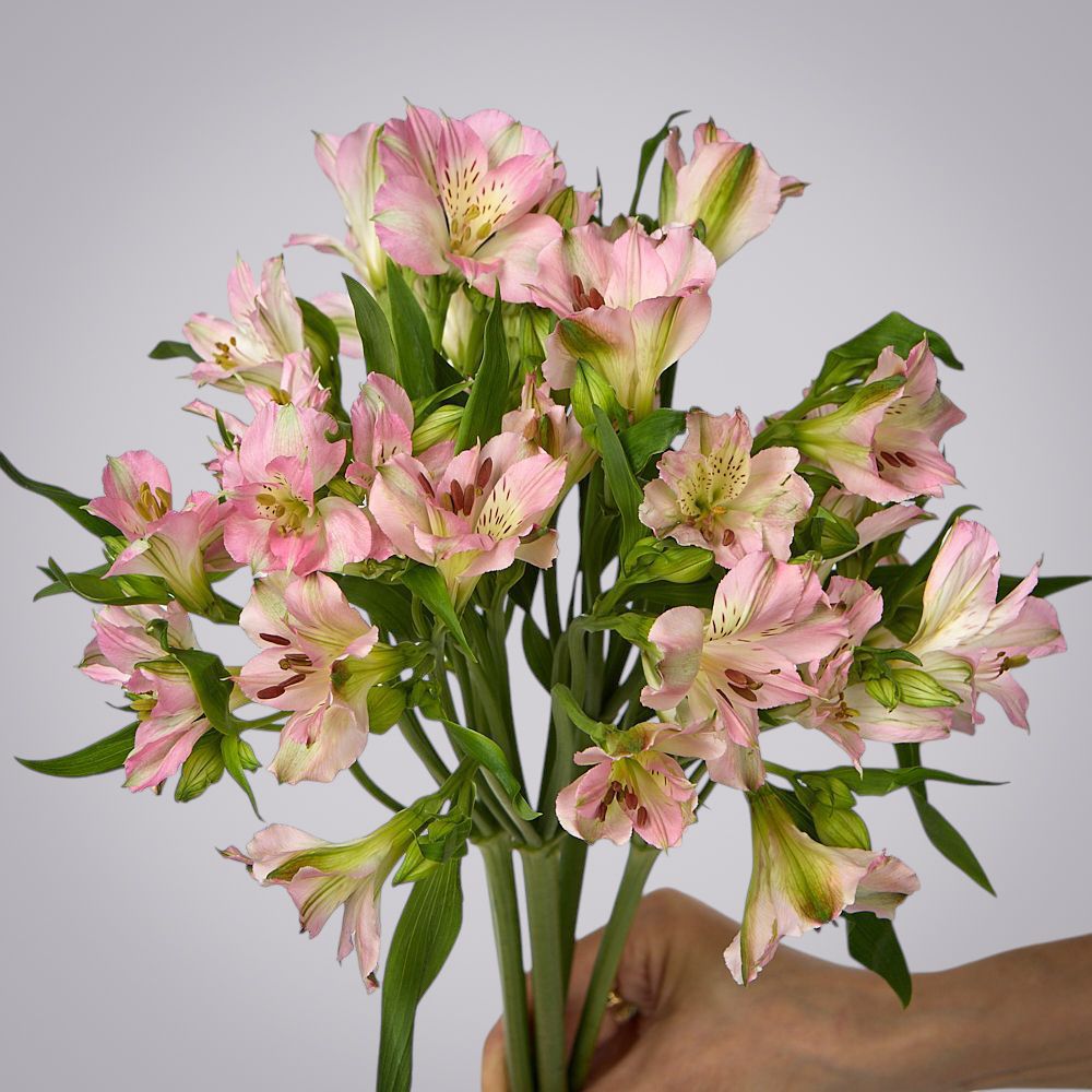 монобукет из 5 розовых альстромерий под ленту 