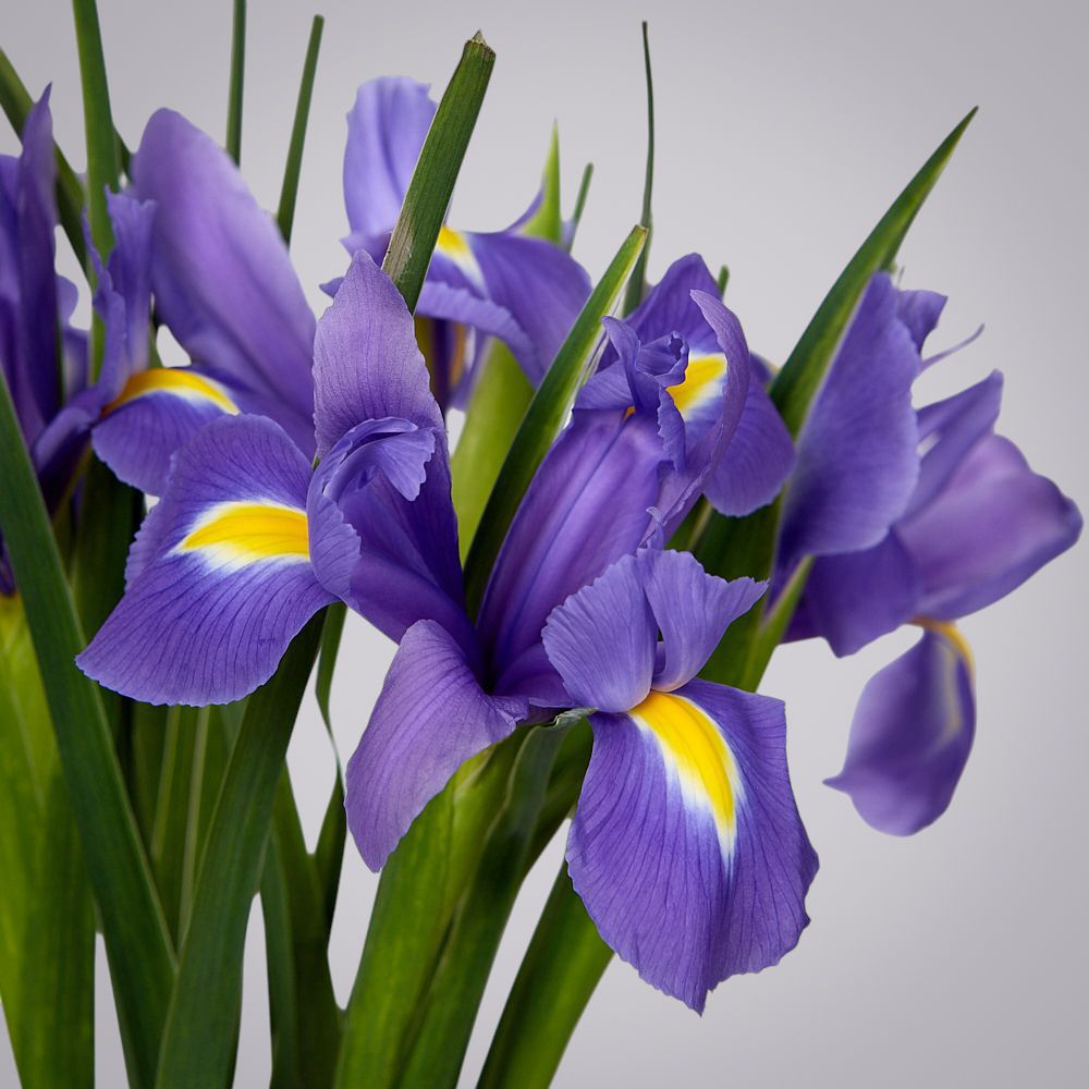 монобукет из 9 синих ирисов под ленту 