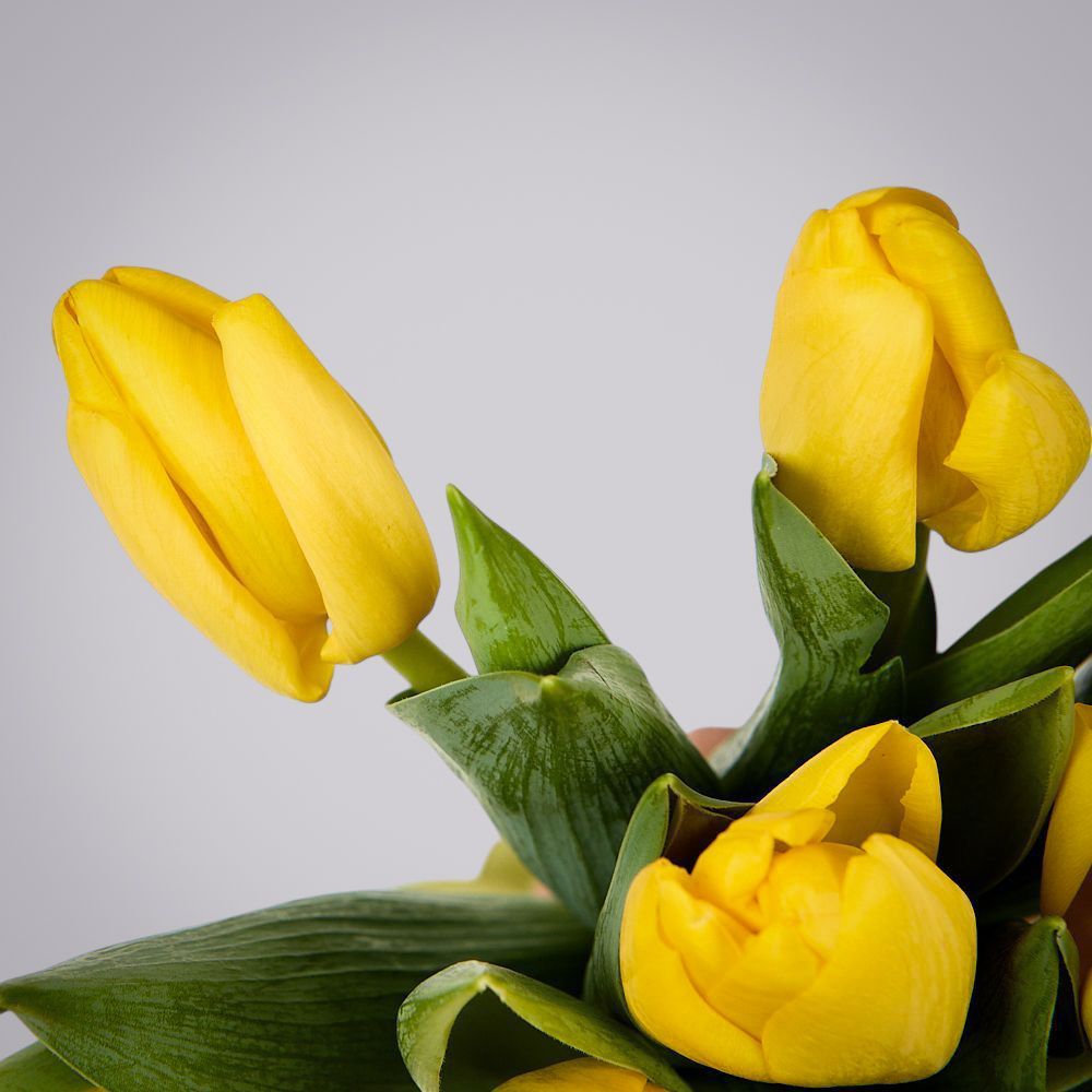 монобукет из 11 желтых тюльпанов под ленту 