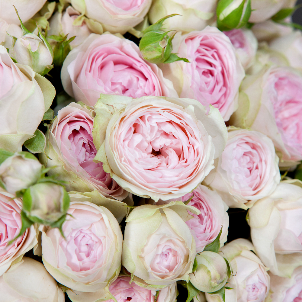 монобукет 25 кустовых роз "dedication" в упаковке 