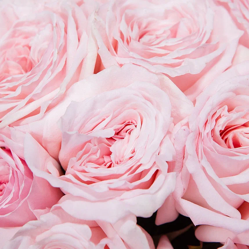 монобукет 21 роз "pink o`hara" под ленту 