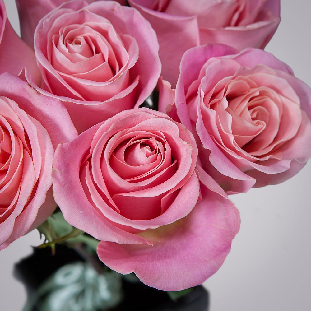 монобукет 7 роз "hermosa" под ленту 