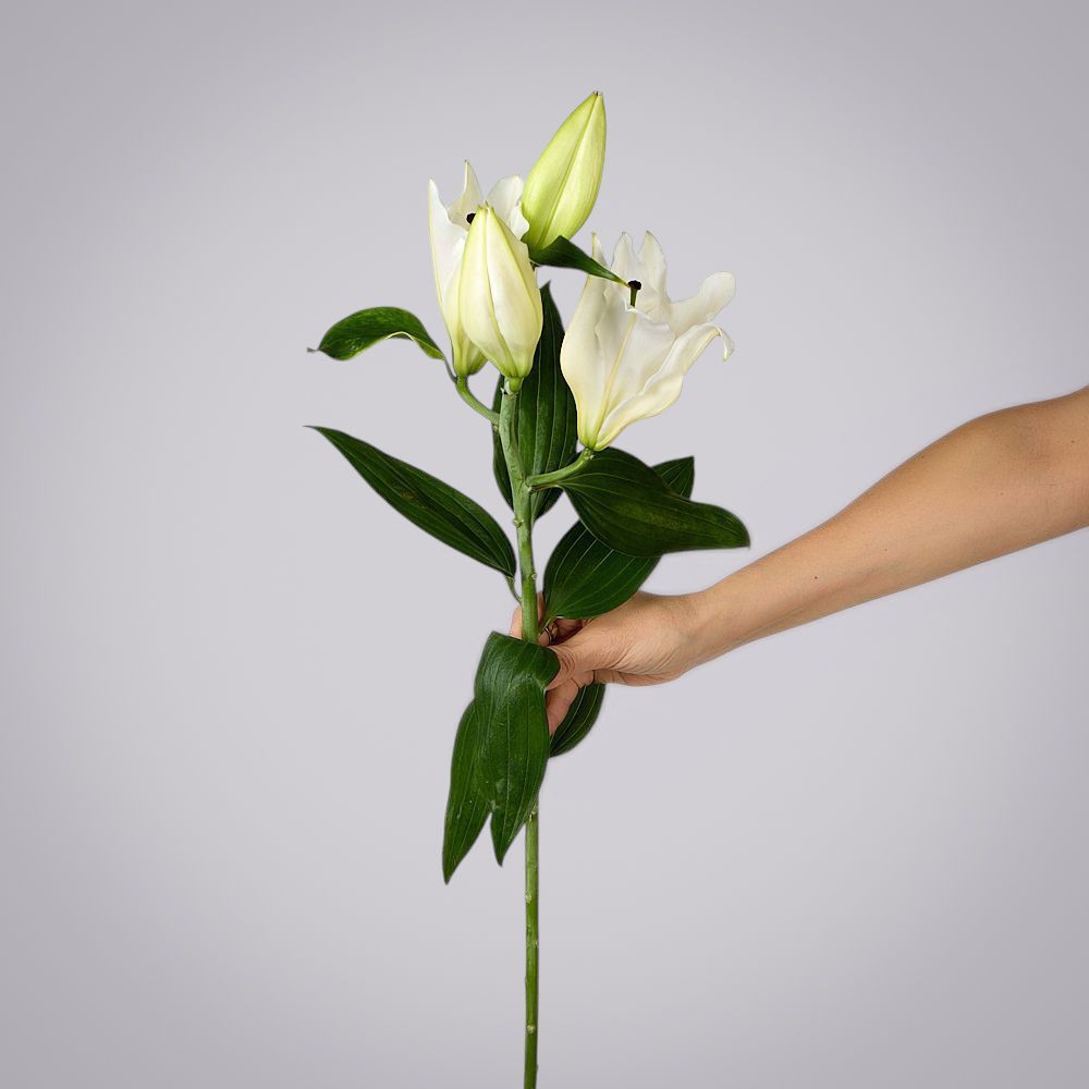 лилия белая 1ст 