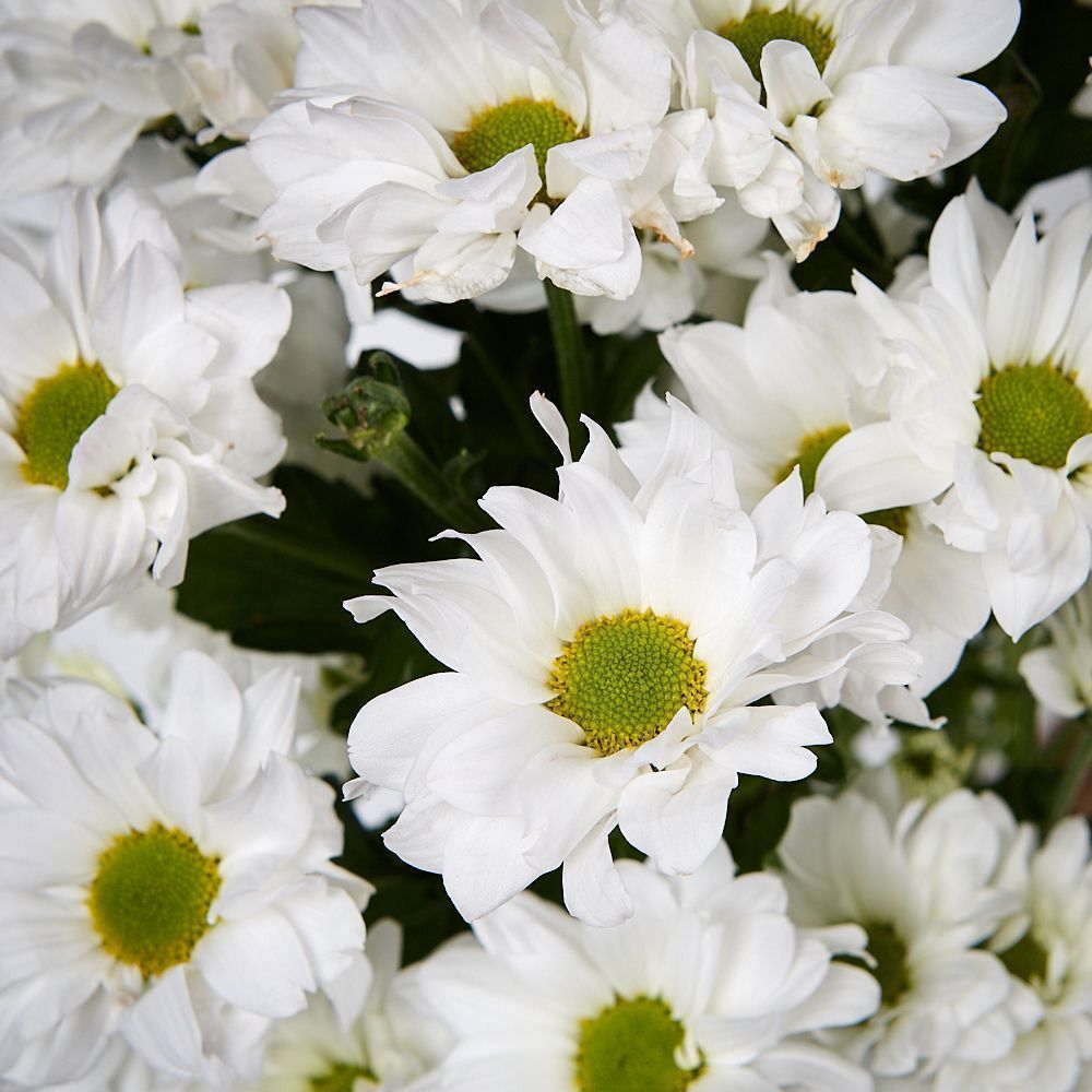 монобукет из 5 белых кустовых хризантем под ленту  