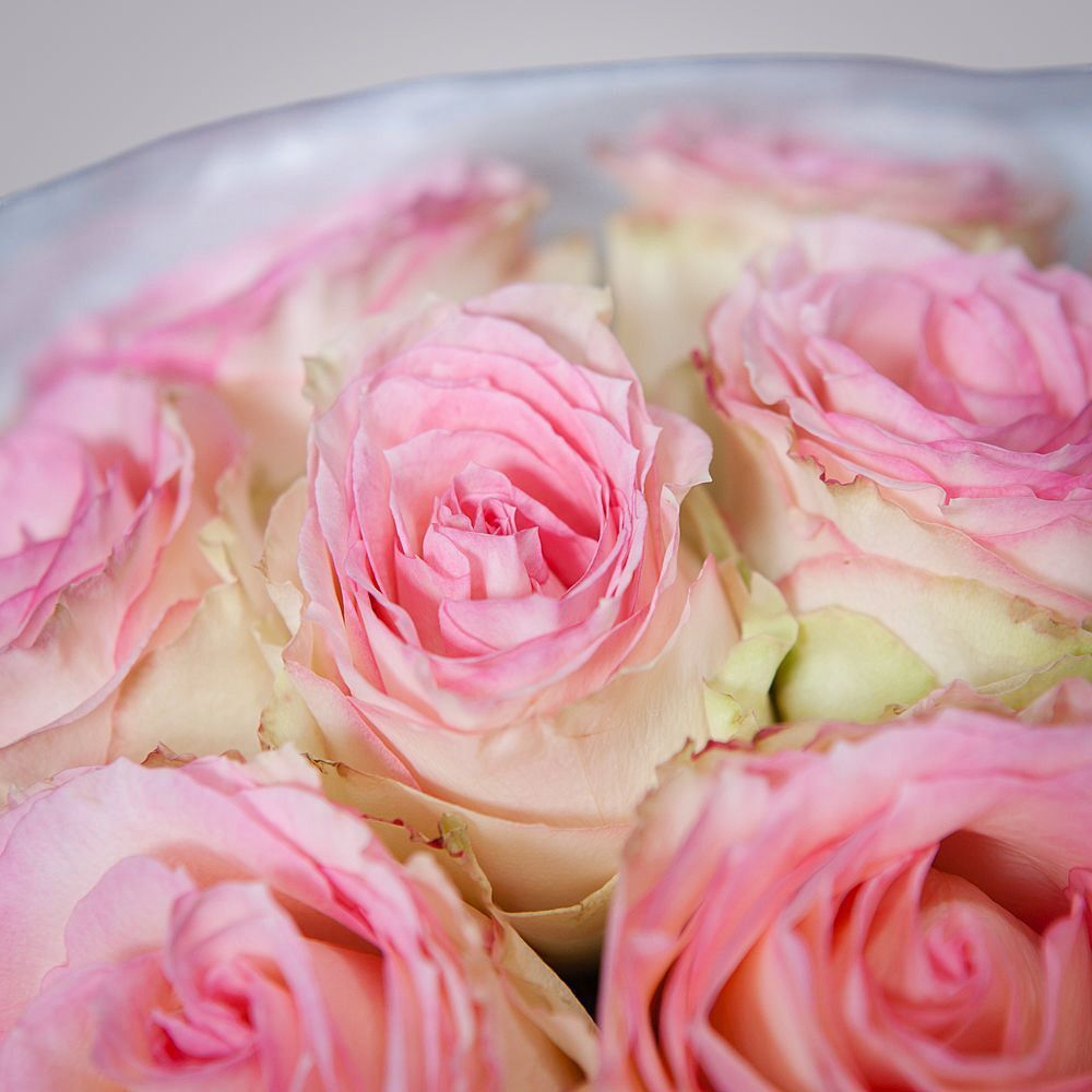 монобукет 11 роз «esperance» в упаковке с тишью  монобукет 11 роз «esperance» в упаковке с тишью