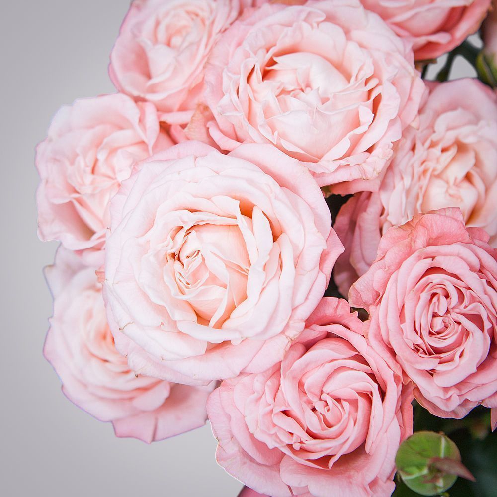 монобукет 9 роз "madam bombastic" под ленту 