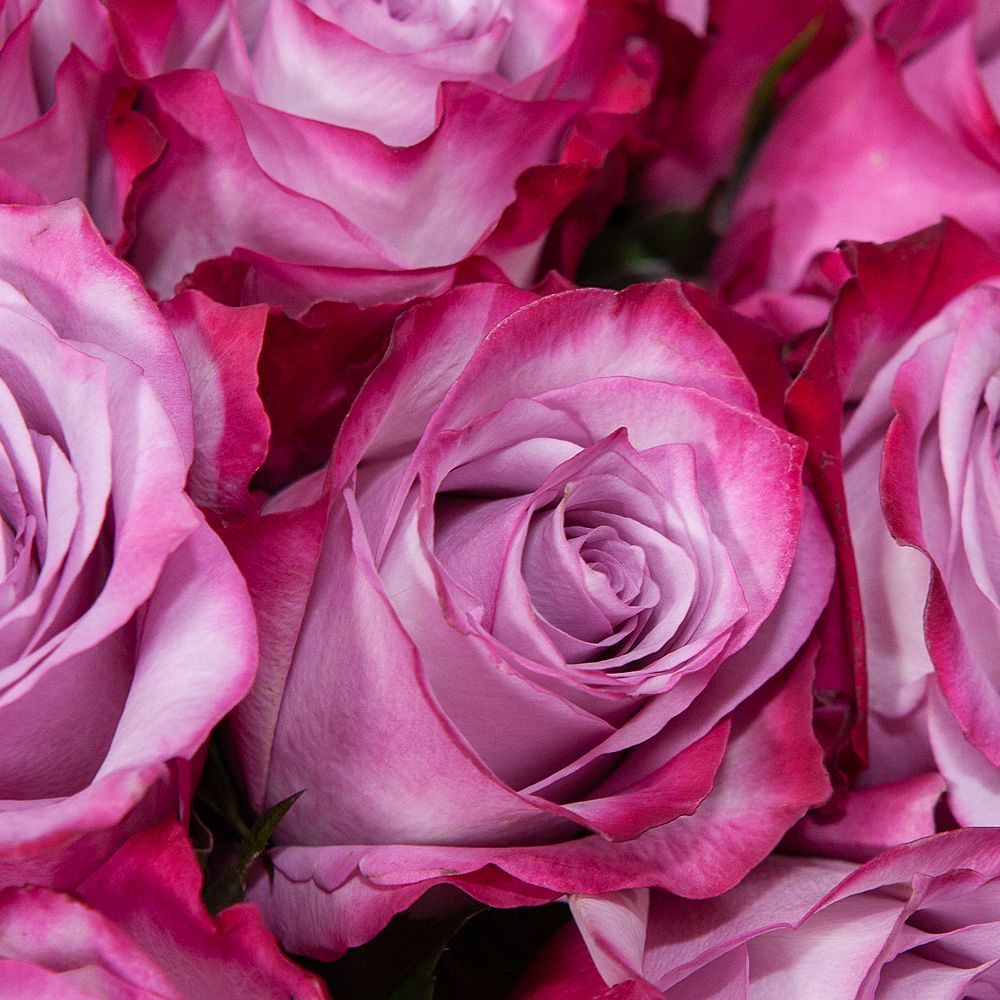 монобукет 21 роза "deep purple" под ленту 