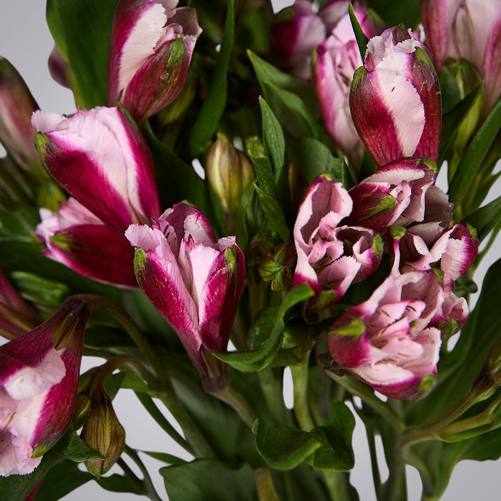 монобукет из 5 малиновых альстромерий под ленту 