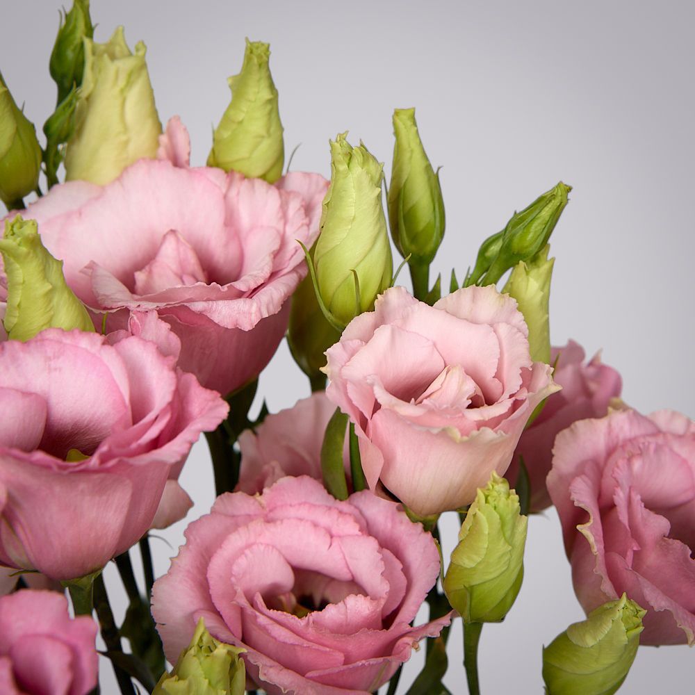 монобукет из 5 розовых лизиантусов под ленту 