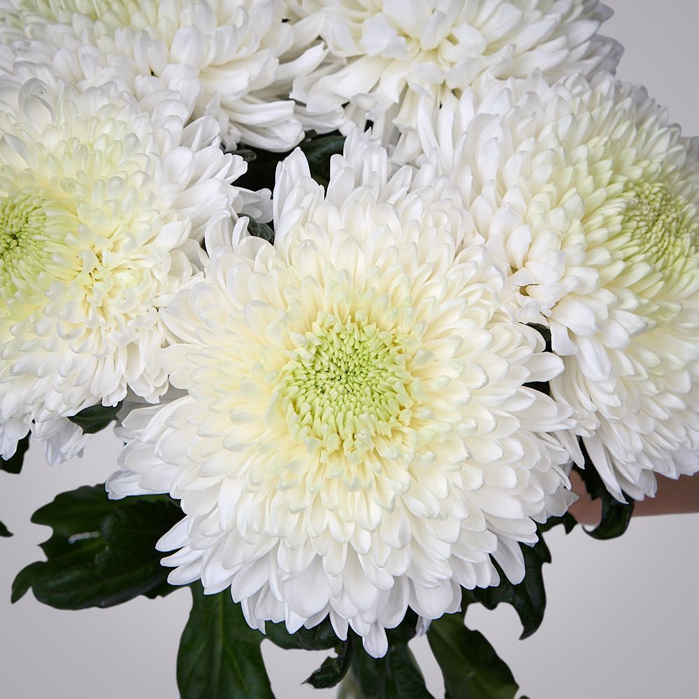 монобукет из 5 белых хризантем magnum под ленту 