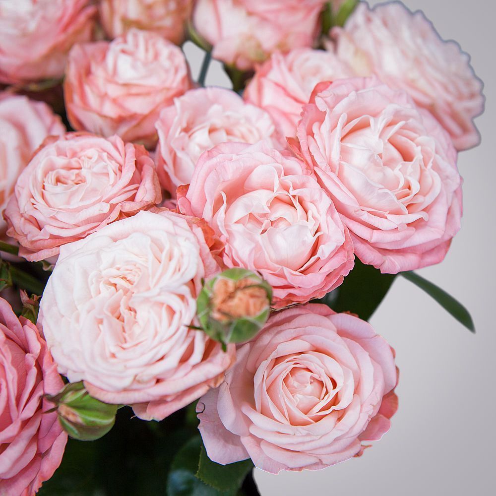 монобукет 7 роз "madam bombastic" под ленту 