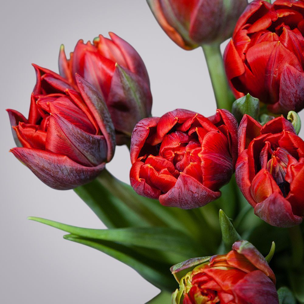 монобукет из 15 алых тюльпанов 