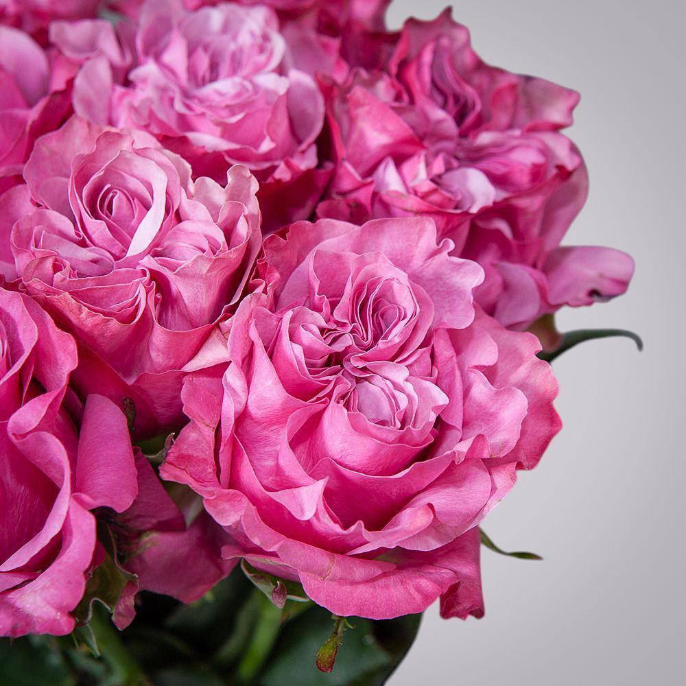 монобукет 9 пионовидных роз "country blues" под ленту 