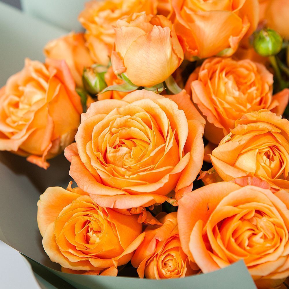 монобукет 9 кустовых роз "apricot lace"  в упаковке 