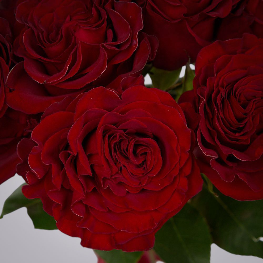 монобукет 9 пионовидных роз "hearts" под ленту 