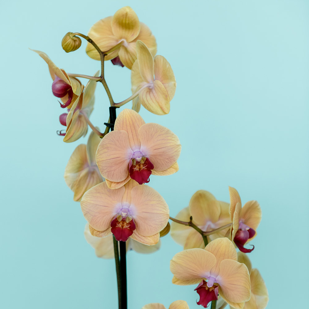 орхидея phalaenopsis "caribbean dream" 