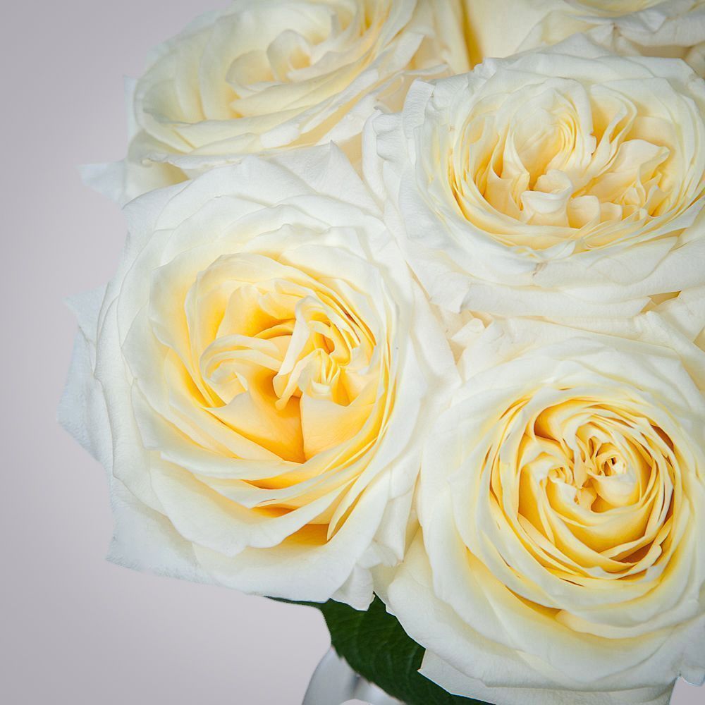 монобукет 7 пионовидных роз "candlelight" под ленту 