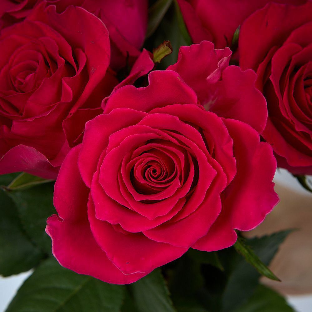 монобукет 11 роз "gotcha" под ленту 