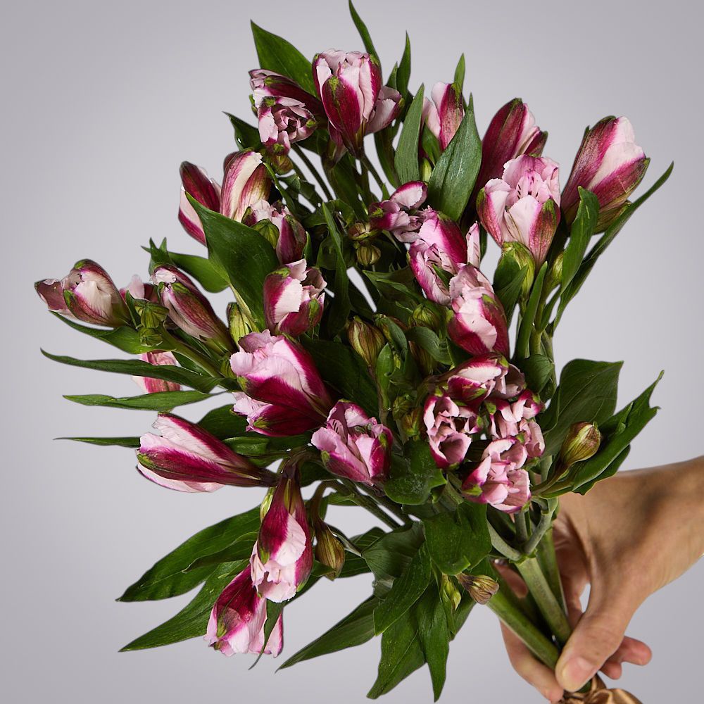 монобукет из 5 малиновых альстромерий под ленту 