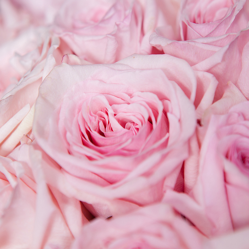 монобукет 25 роз "pink o`hara" под ленту 