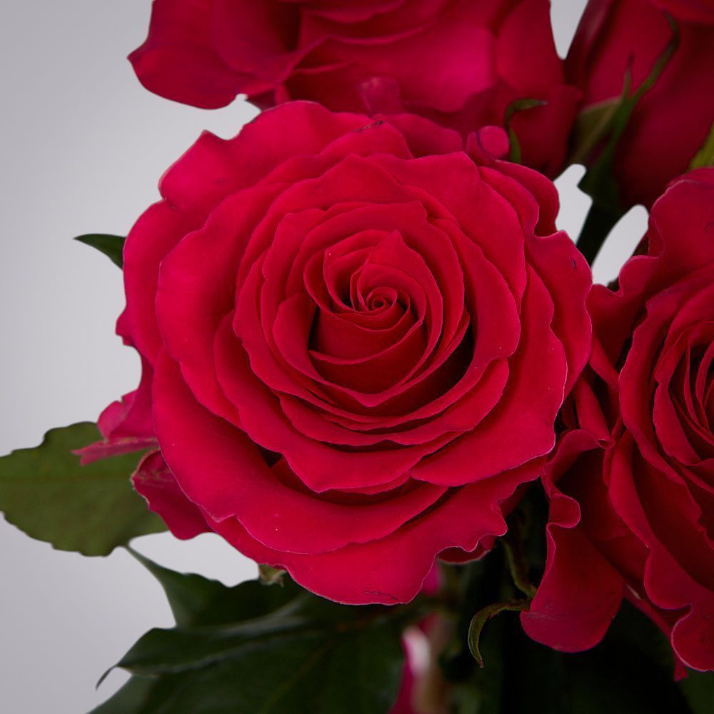 монобукет 5 роз "gotcha" под ленту 