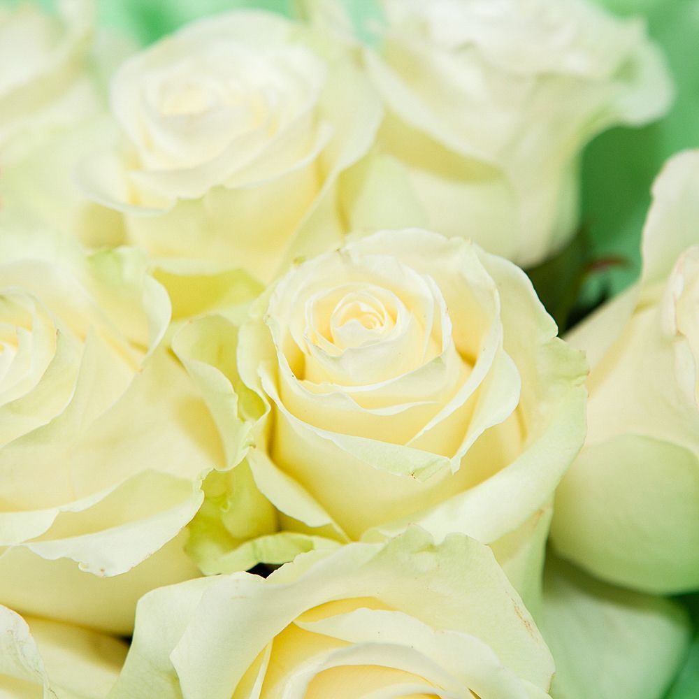 монобукет 9 роз "mondial" в светло-зеленой упаковке с тишью 