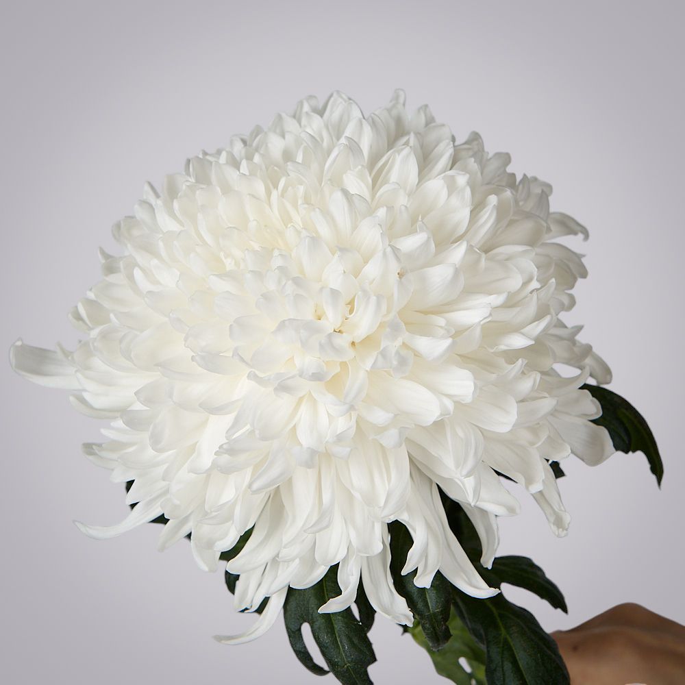 хризантема одноголовая 1ст 