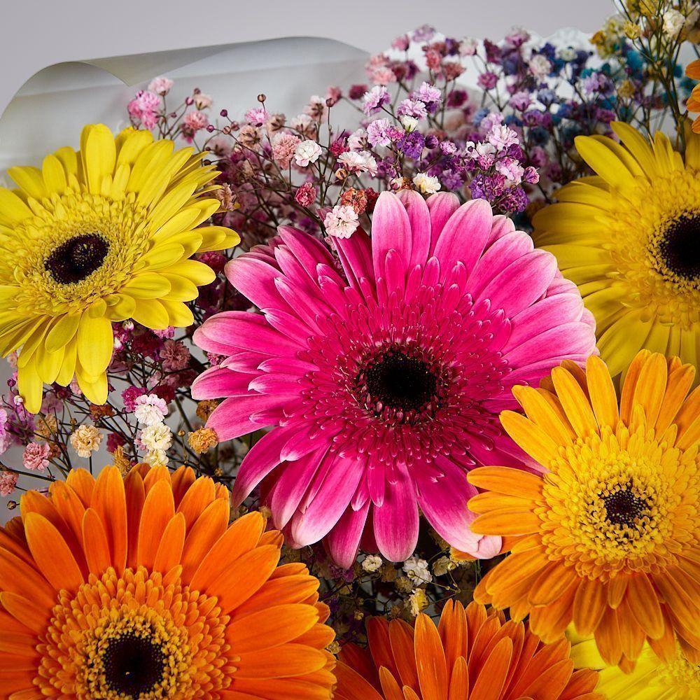 монобукет из 9 гербер с гипсофилой 