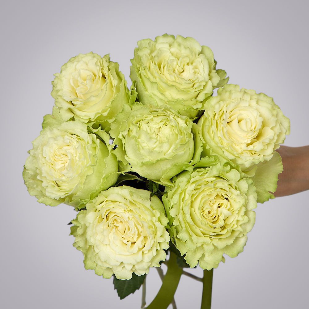 монобукет 7 пионовидных роз "lemonade" под ленту 