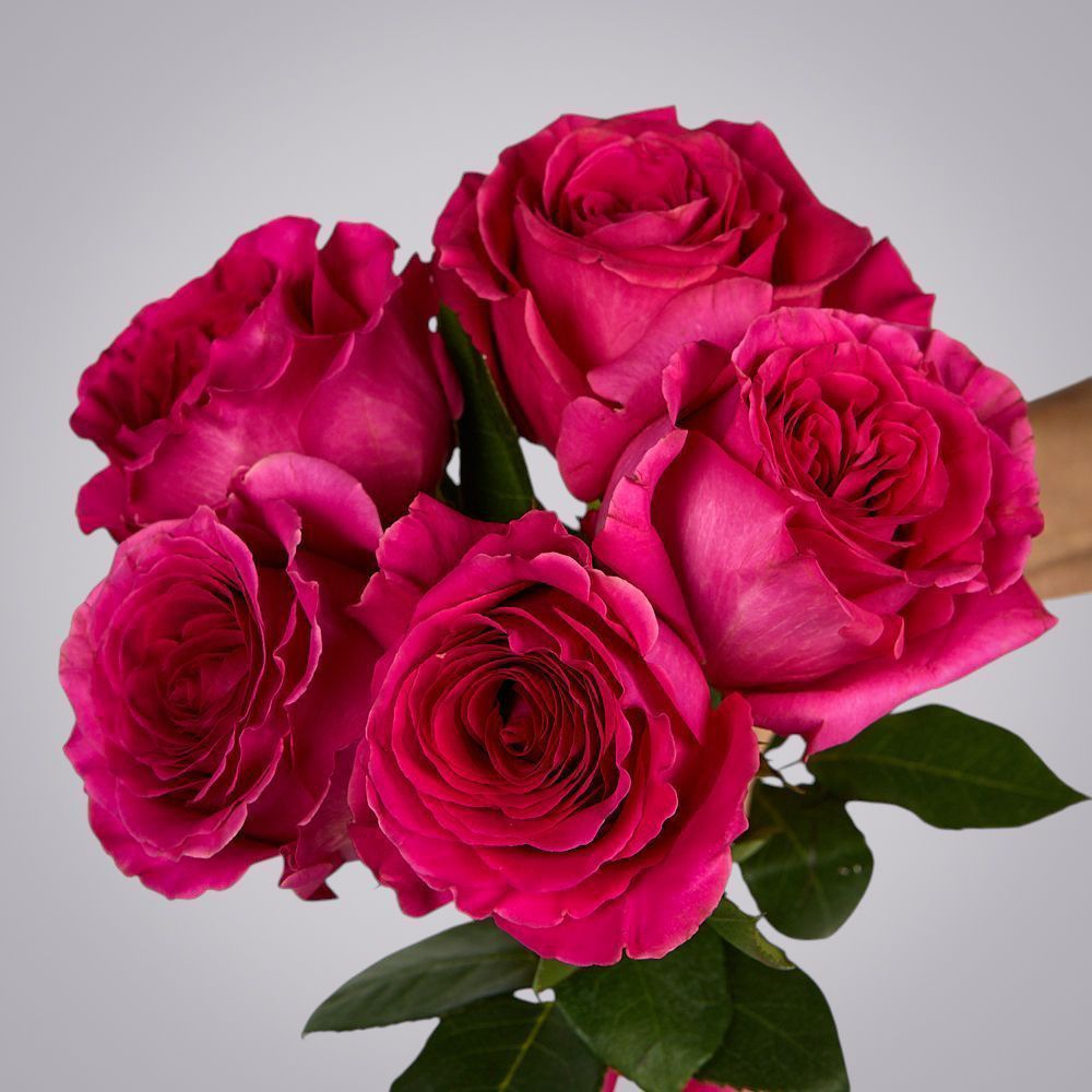 монобукет из 5 роз "pink floyd" под ленту 