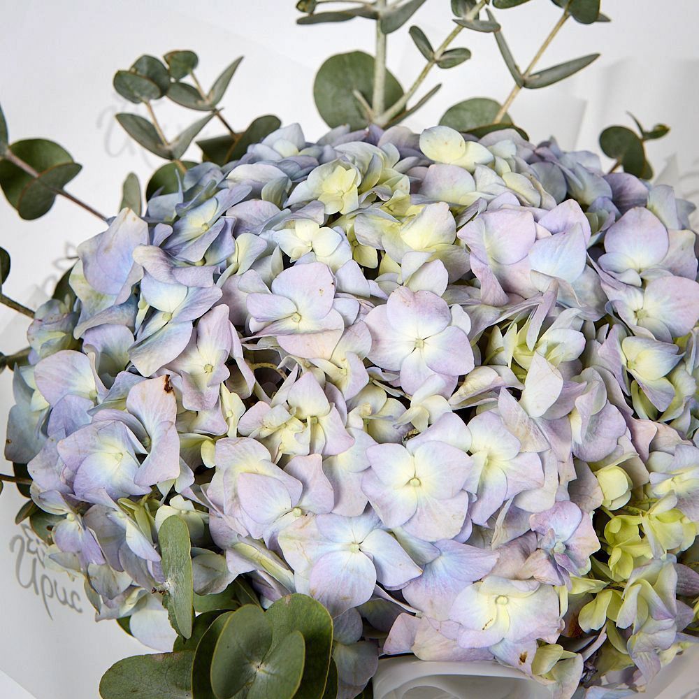 монобукет из голубой гортензии с эвкалиптом  