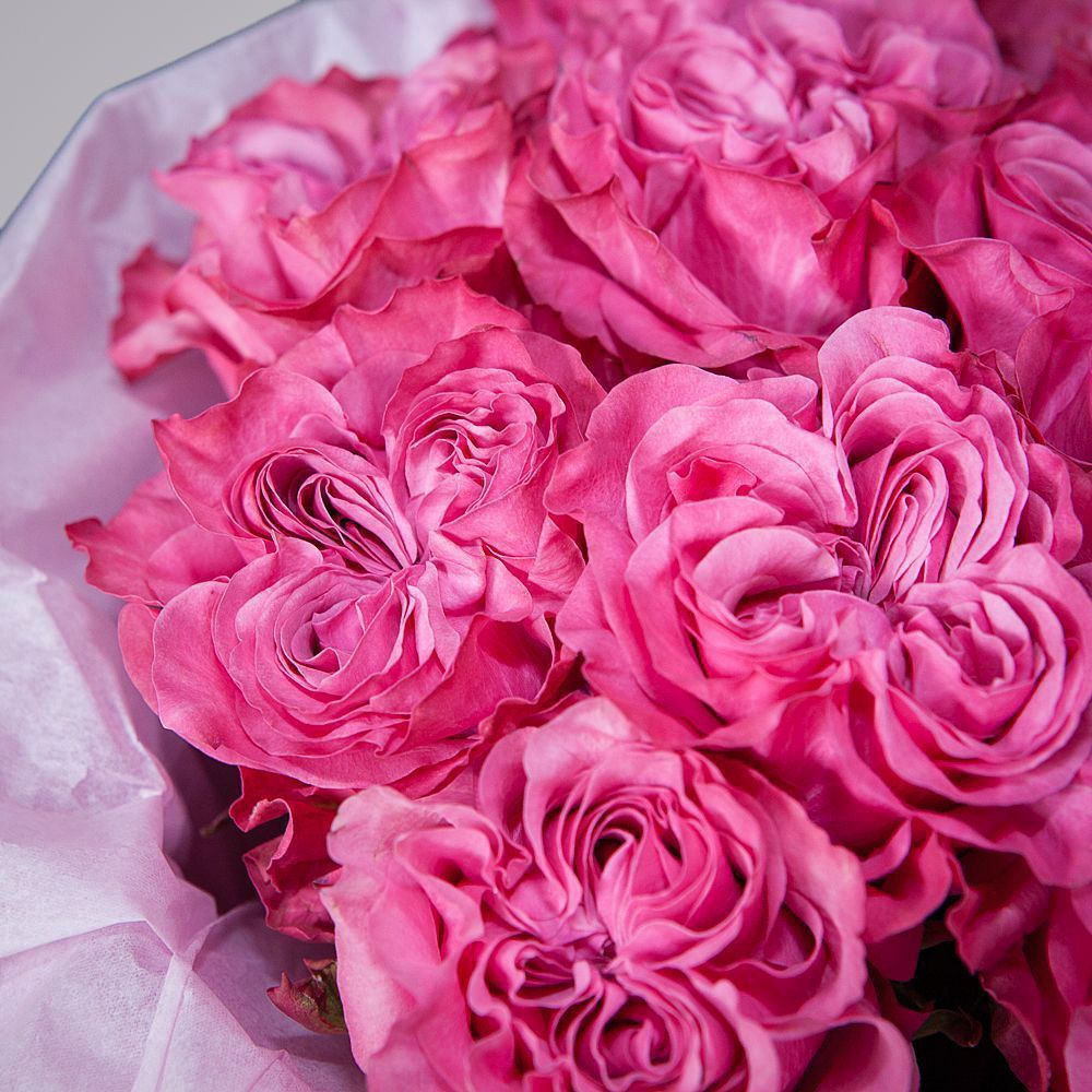 монобукет 11 пионовидных роз "country blues" в упаковке с тишью  монобукет 11 пионовидных роз "country blues" в упаковке с тишью