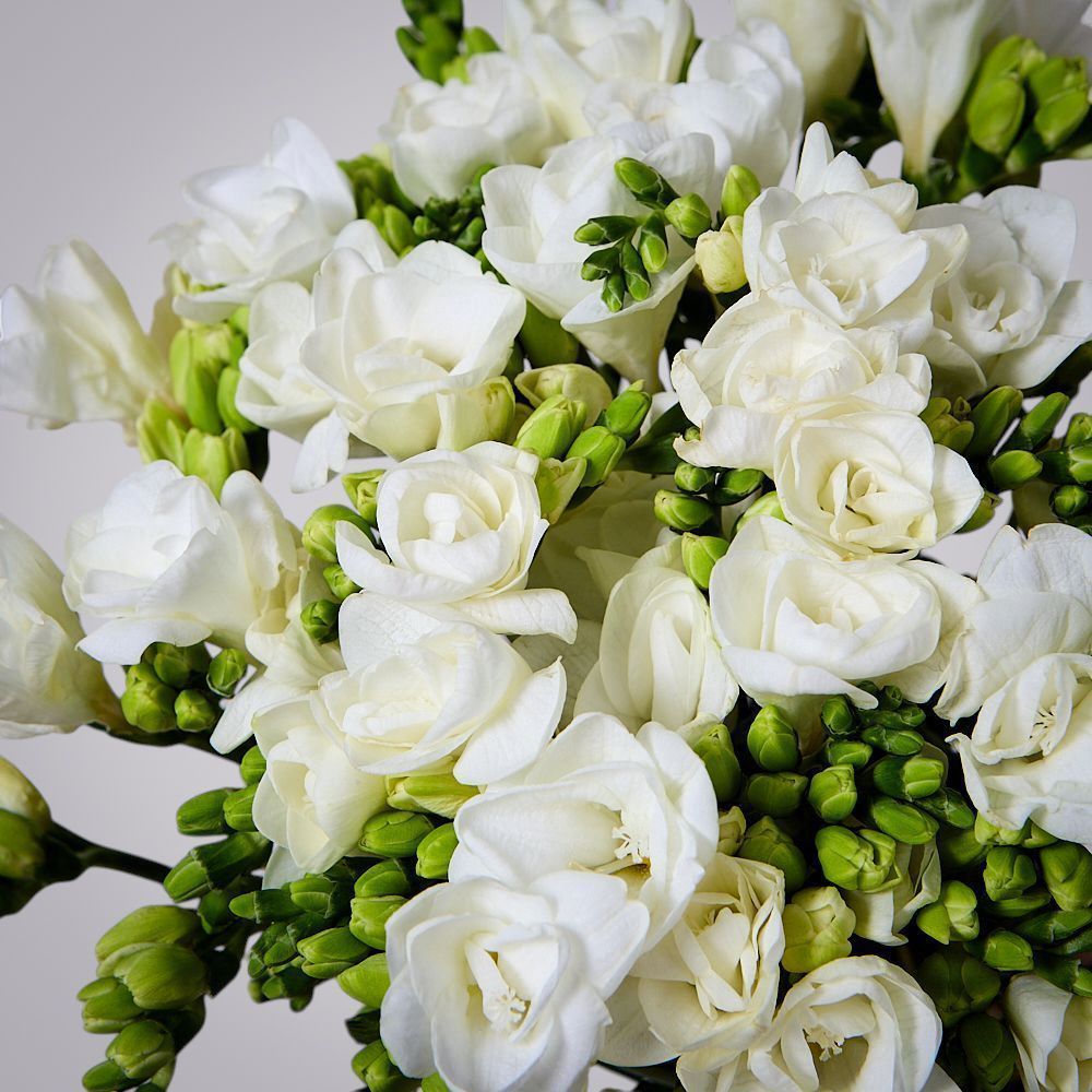 монобукет из 49 белых фрезий 