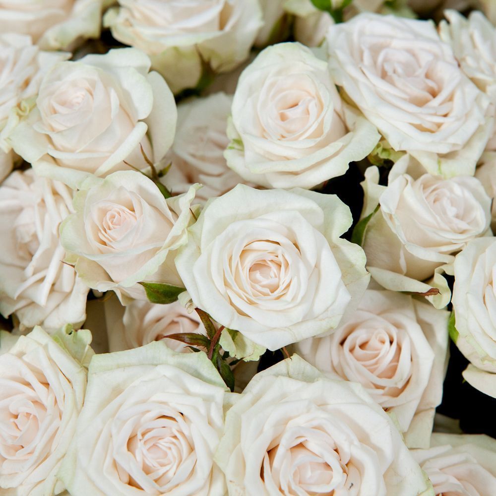 монобукет 25 кустовых роз "porcelaine" в упаковке 